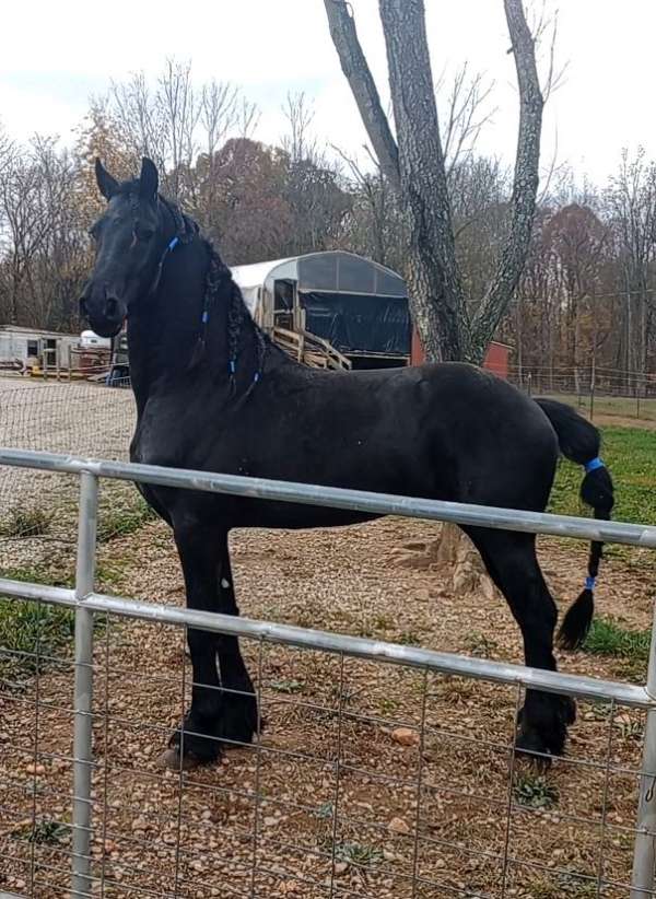 friesian-stallion