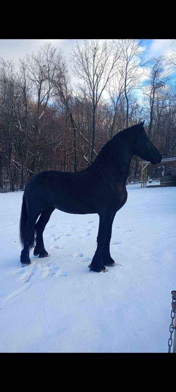 friesian-stallion