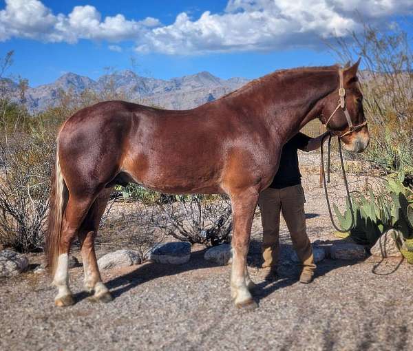 flaxen-stocking-two-socks-horse