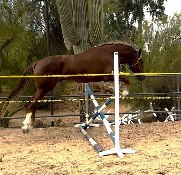 chestnut-flaxen-stocking-two-socks-horse