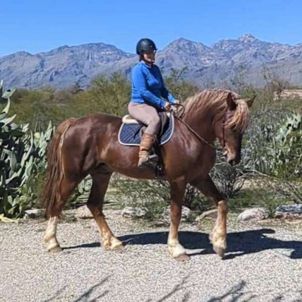 aqha-irish-draught-horse