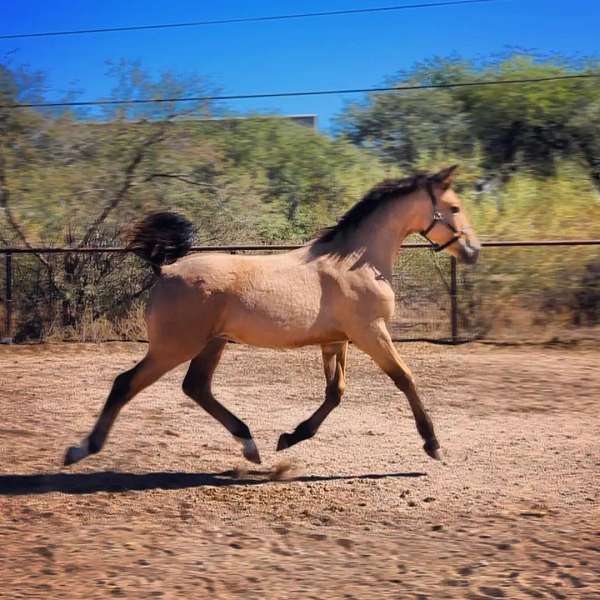 buckskin-irish-draught-horse