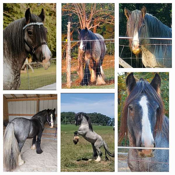 blue-roan-gvhs-stallion