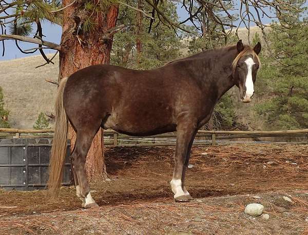 large-star-wconnected-blaze-snip-horse