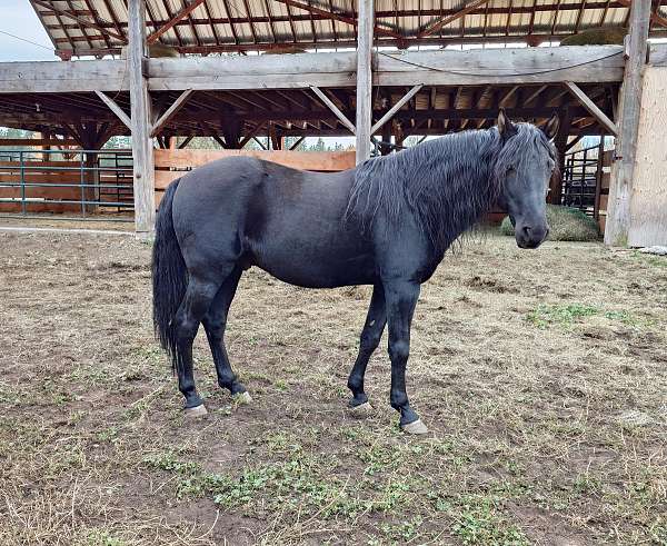 gaited-kentucky-mountain-horse