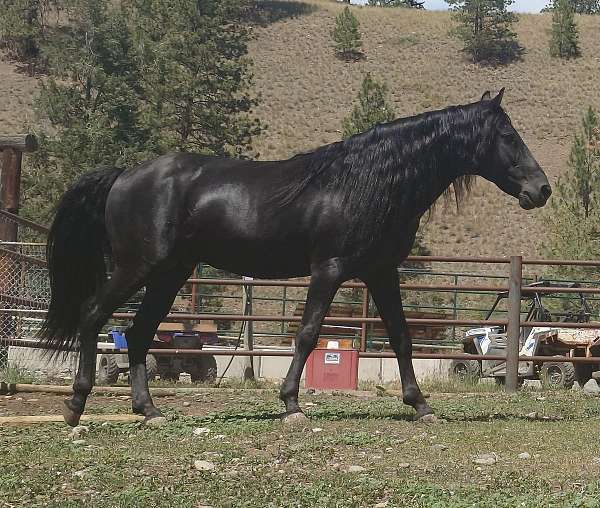 gaited-kentucky-mountain-horse