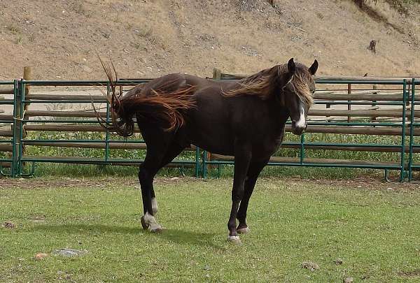 rf-ankle-horse