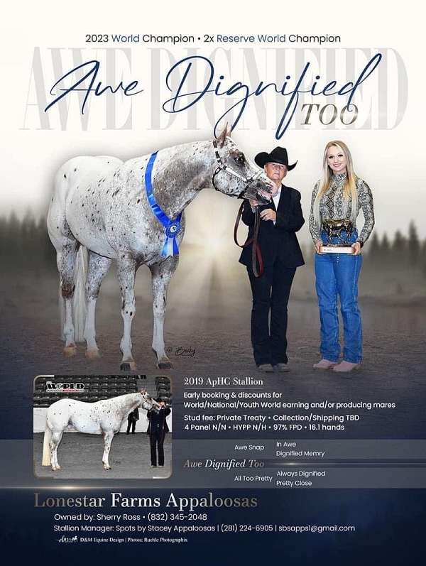 futurity-eligible-appaloosa-horse