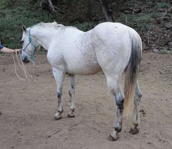 grey-aqha-stallion