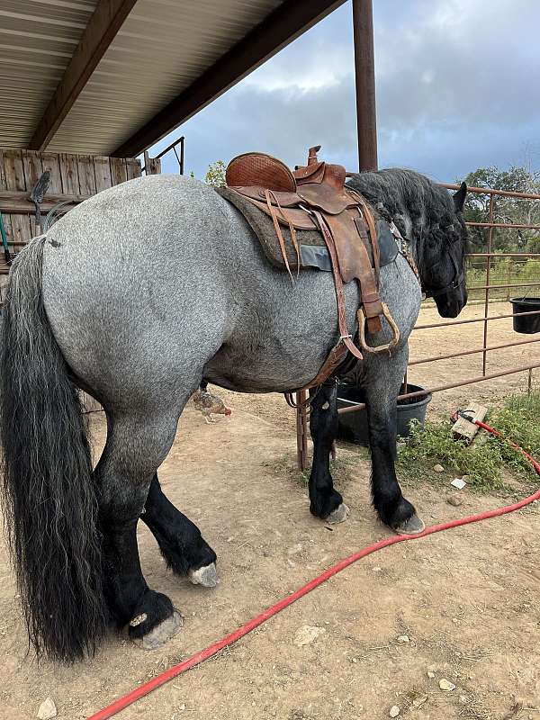 blue-roan-scar-on-left-hip-pony