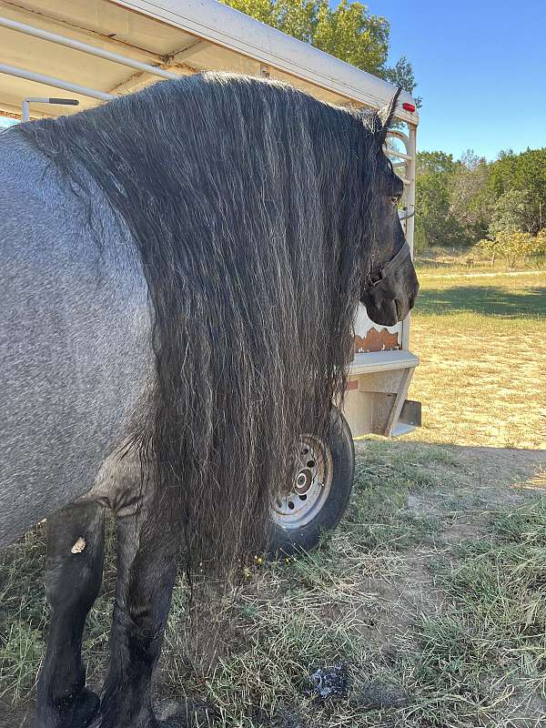 driving-harness-percheron-pony