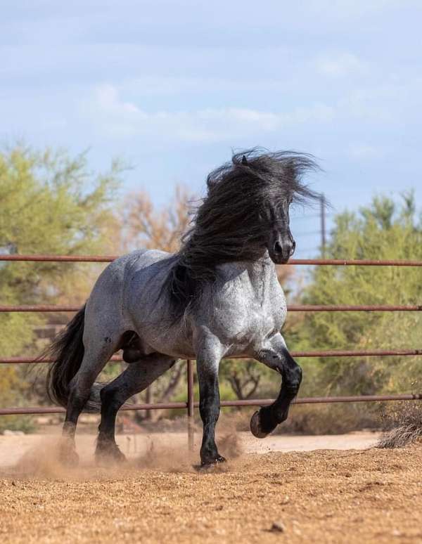 blue-roan-driving-harness-pony