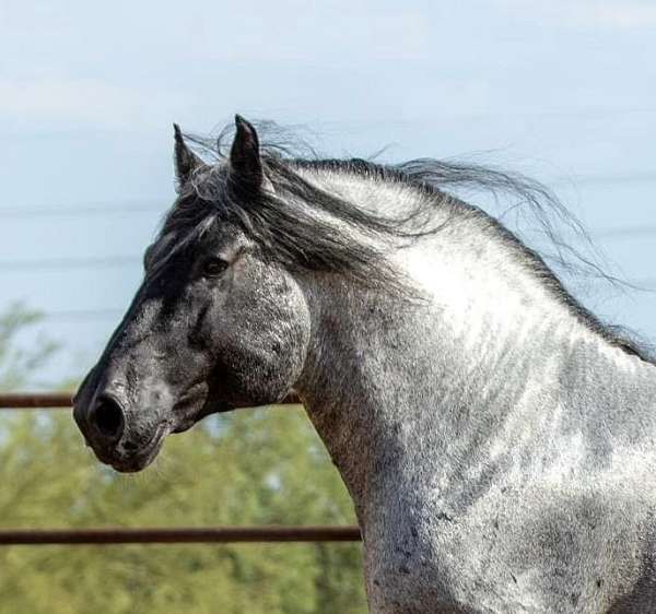 blue-roan-percheron-for-sale