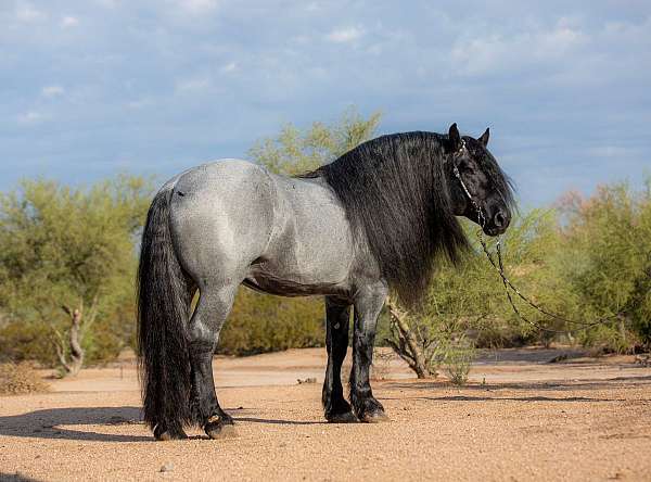 17-hand-blue-roan-pony