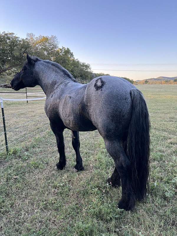 blue-roan-percheron-pony