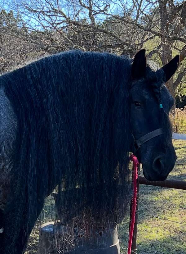 blue-roan-pony-for-sale