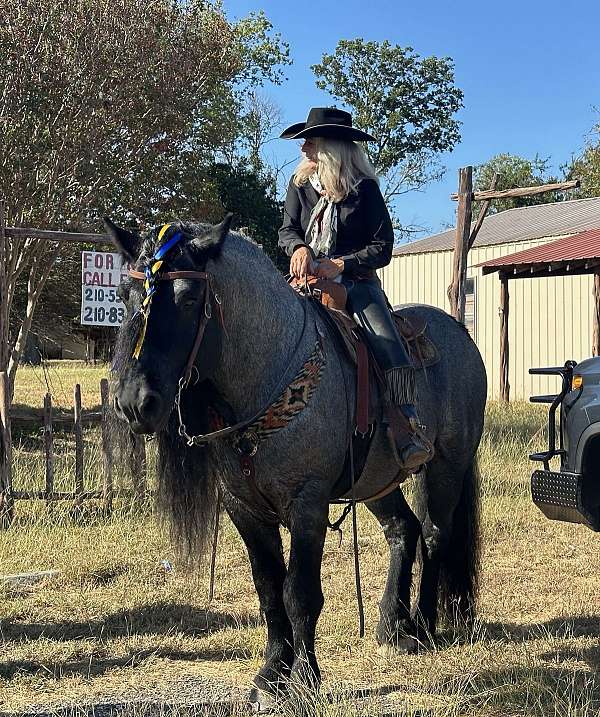 percheron-pony-for-sale