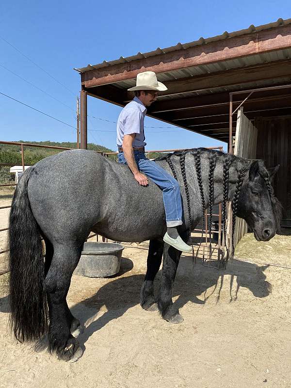 blue-roan-pony