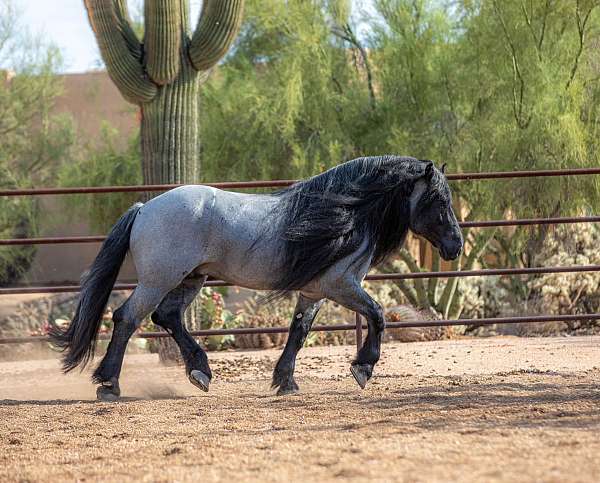 percheron-pony