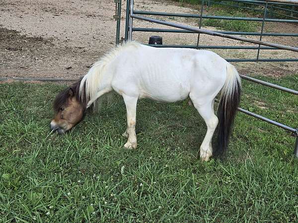 bay-miniature-horse