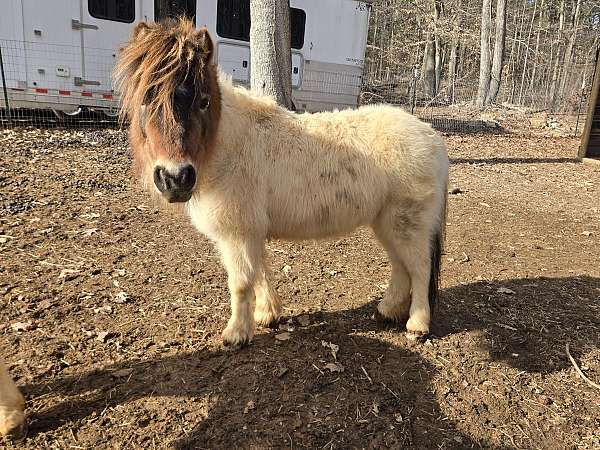 bay-miniature-horse