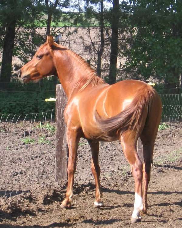 chestnut-arabian-horse-association-stallion