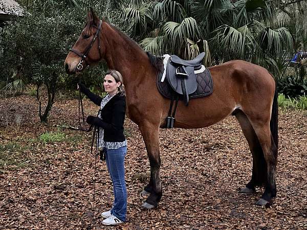 big-eq-warmblood-horse