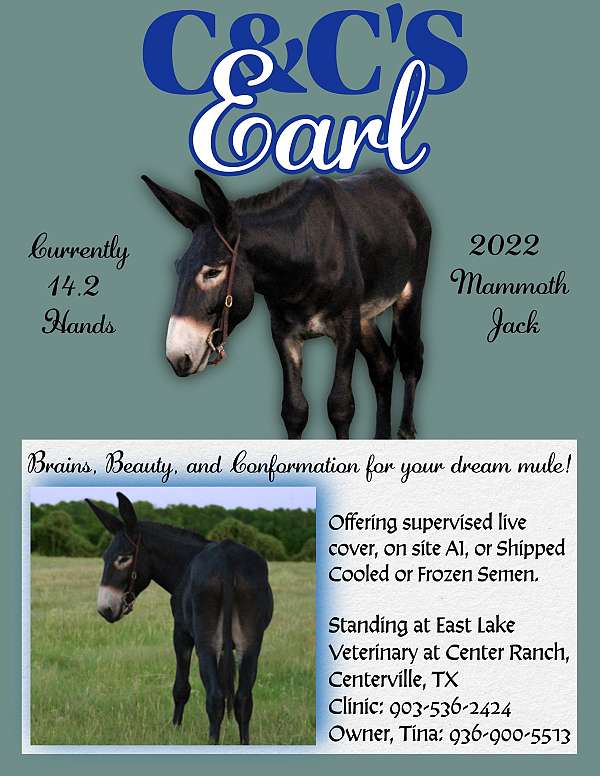 black-pangare-horse