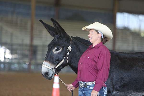 three-year-old-donkey