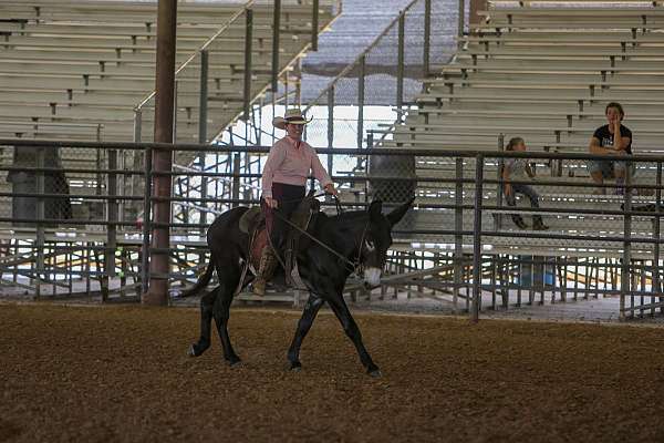 registered-donkey