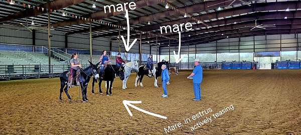 easy-going-donkey