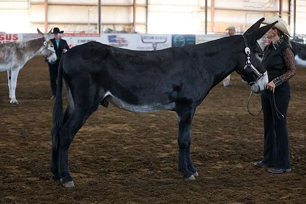 foundation-bred-donkey