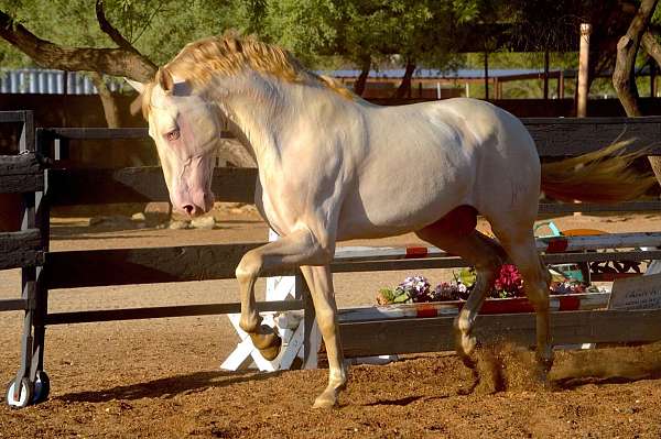 homozygous-andalusian-horse