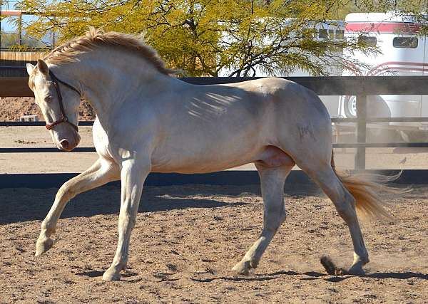 perlino-halter-horse