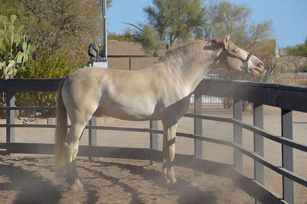 perlino-harness-horse