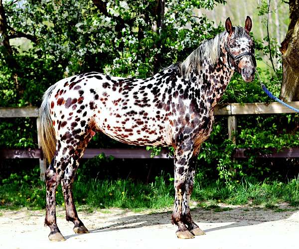 dressage-appaloosa-warmblood-horse