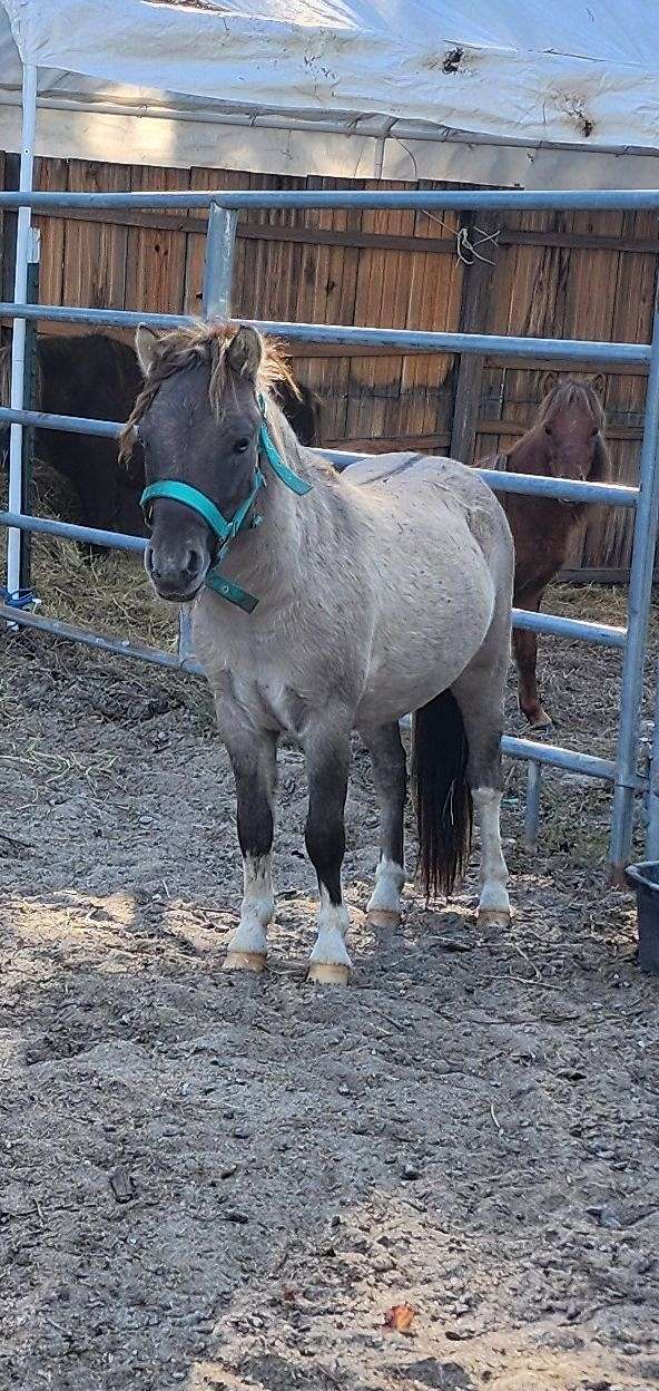 tobiano-blue-eyes-horse