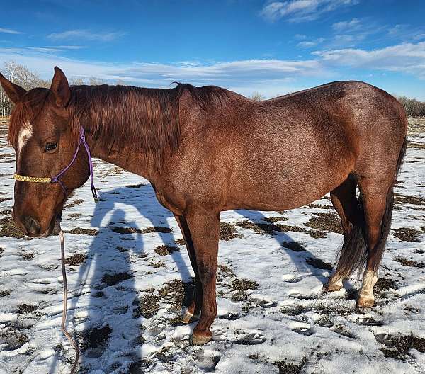 red-roan-barrel-racing-horse