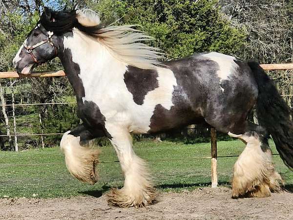 smokey-black-white-horse