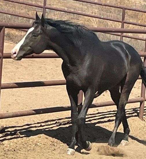 white-strip-between-the-eyes-horse