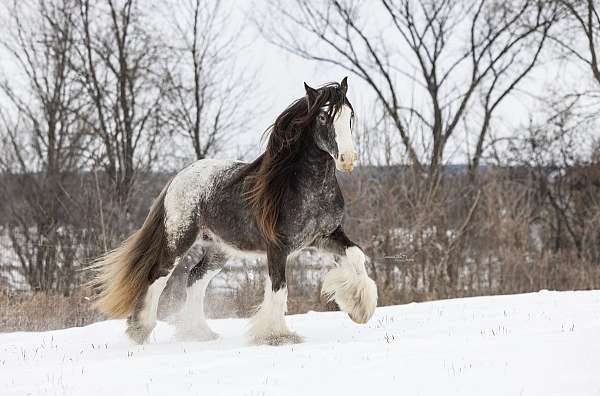 black-blanket-horse