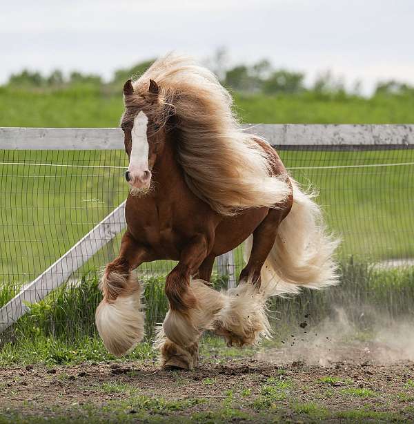 chestnut-gypsy-vanner-horse