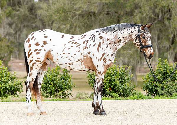 appaloosa-knabstrupper-horse