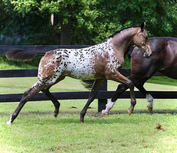 calm-knabstrupper-horse