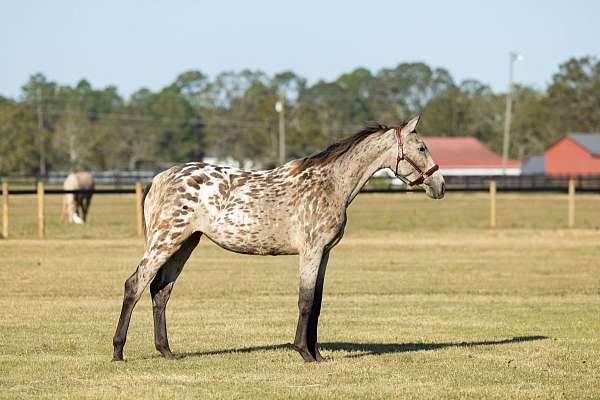 trail-riding-knabstrupper-horse