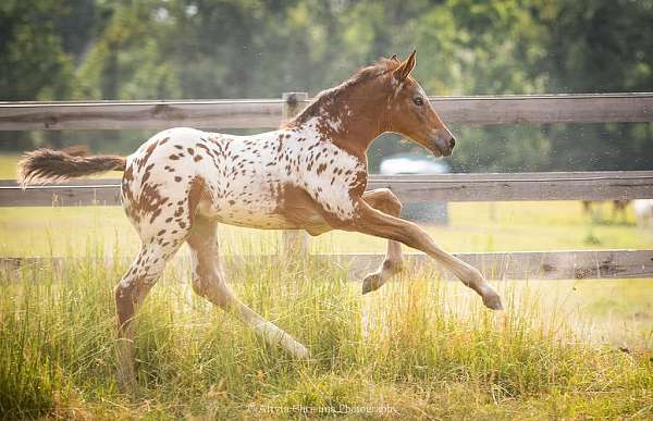 western-dressage-knabstrupper-horse