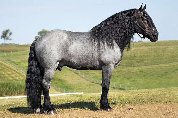 16-hand-percheron-stallion