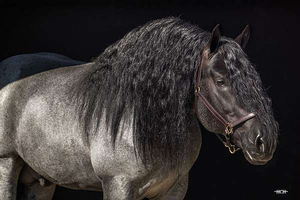 16-hand-percheron-horse