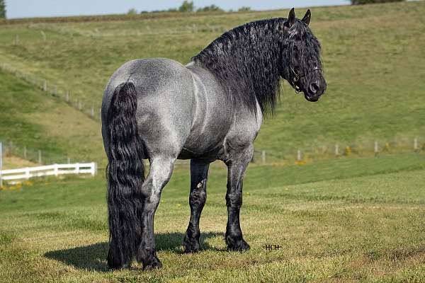 16-hand-blue-roan-horse