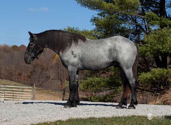 blue-roan-percheron-horse